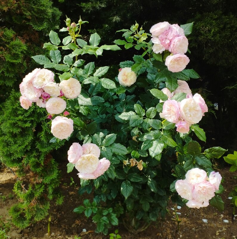 Что вижу, то и фотографирую! - Александр Сапунов Что вижу, то и фотографирую! - Александр Сапунов