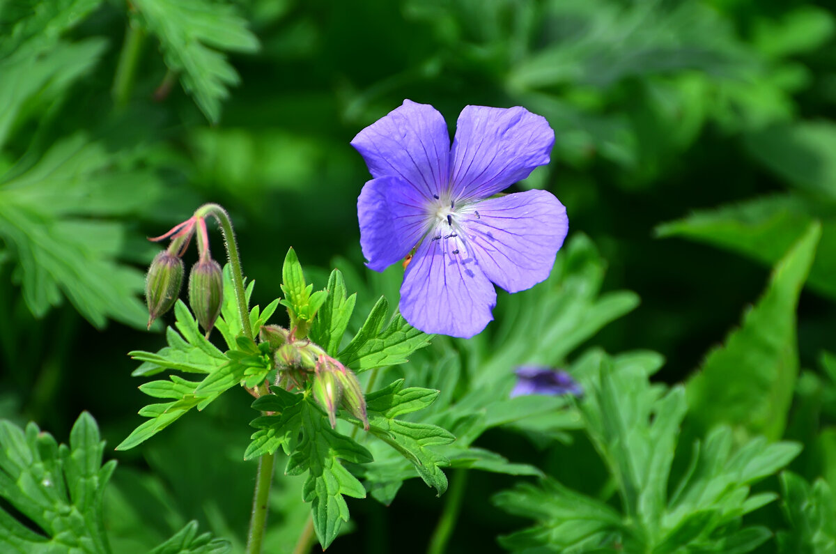 Лето в Ботаническом... Июнь. - Наташа ***** Лето в Ботаническом... Июнь. - Наташа *****
