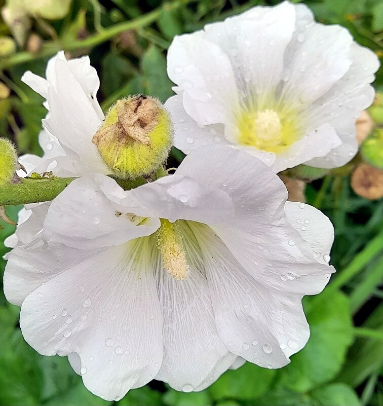 Августовская мальва . - Мила Бовкун