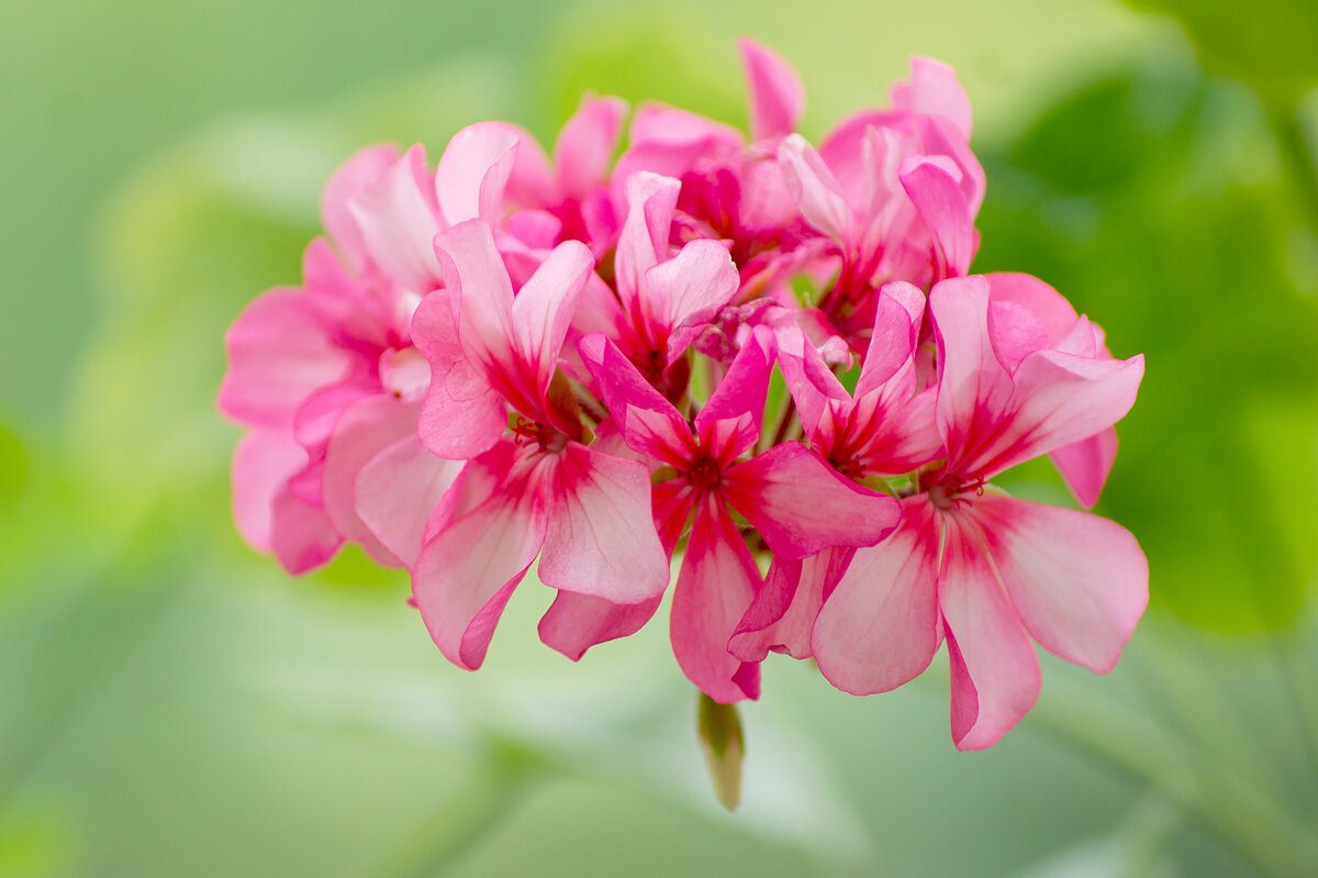 Герань - IRinA*** Герань - IRinA***