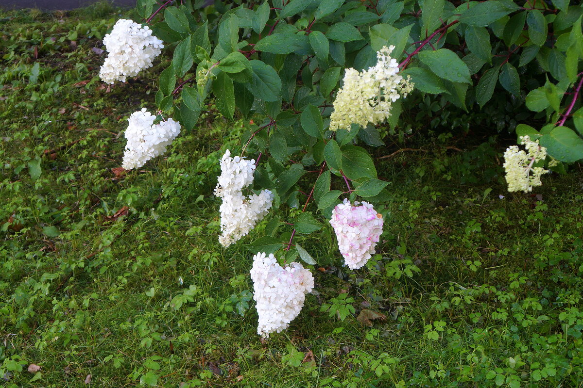 гортензия - zavitok *