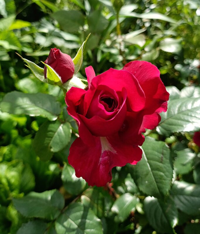 Роза красная. - Ирина ***