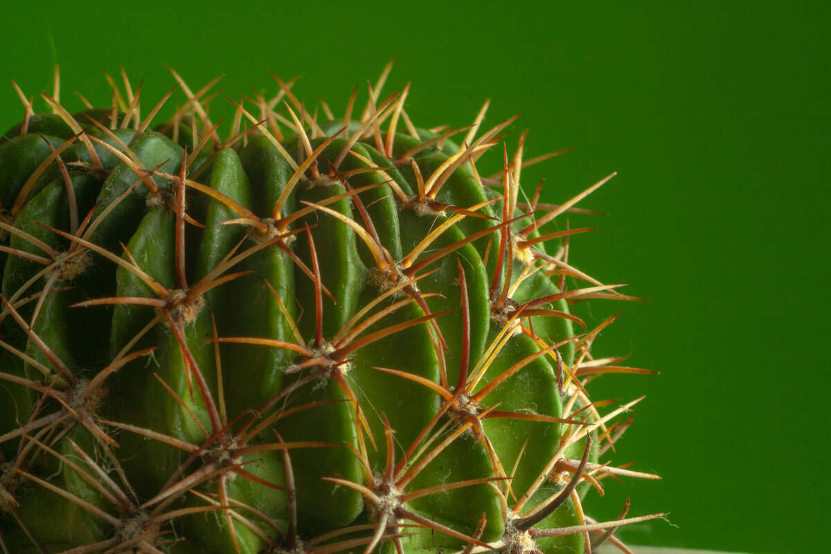 кактус - Валерий Елистратов