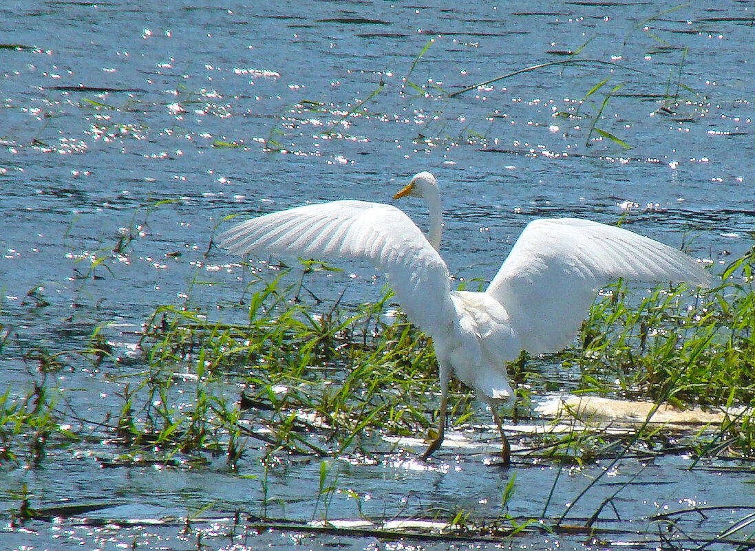 *** - gawrilа - dan