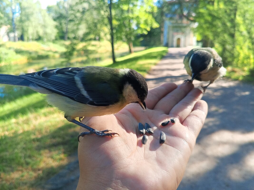 Синицы - Сапсан 