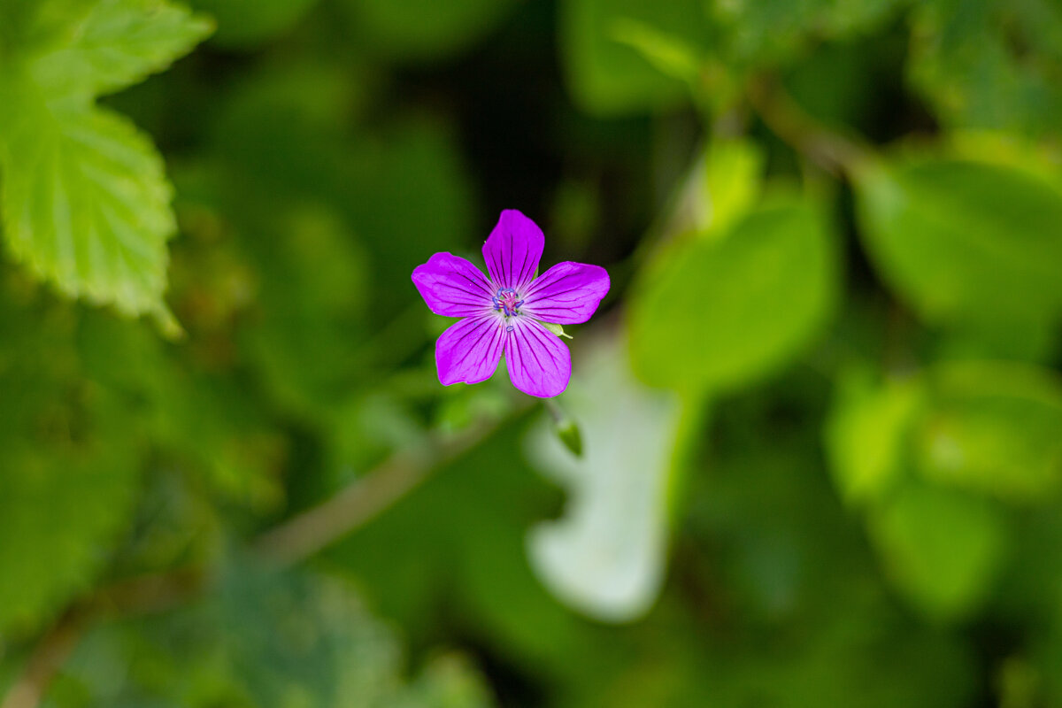 Герань - Анастасия Фотографовна