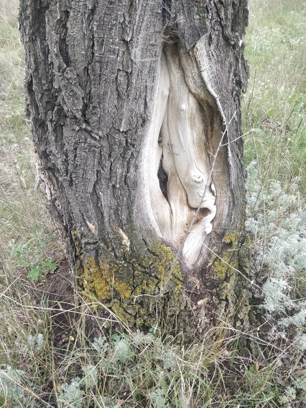 Дупло старого карагача. - Андрей Хлопонин