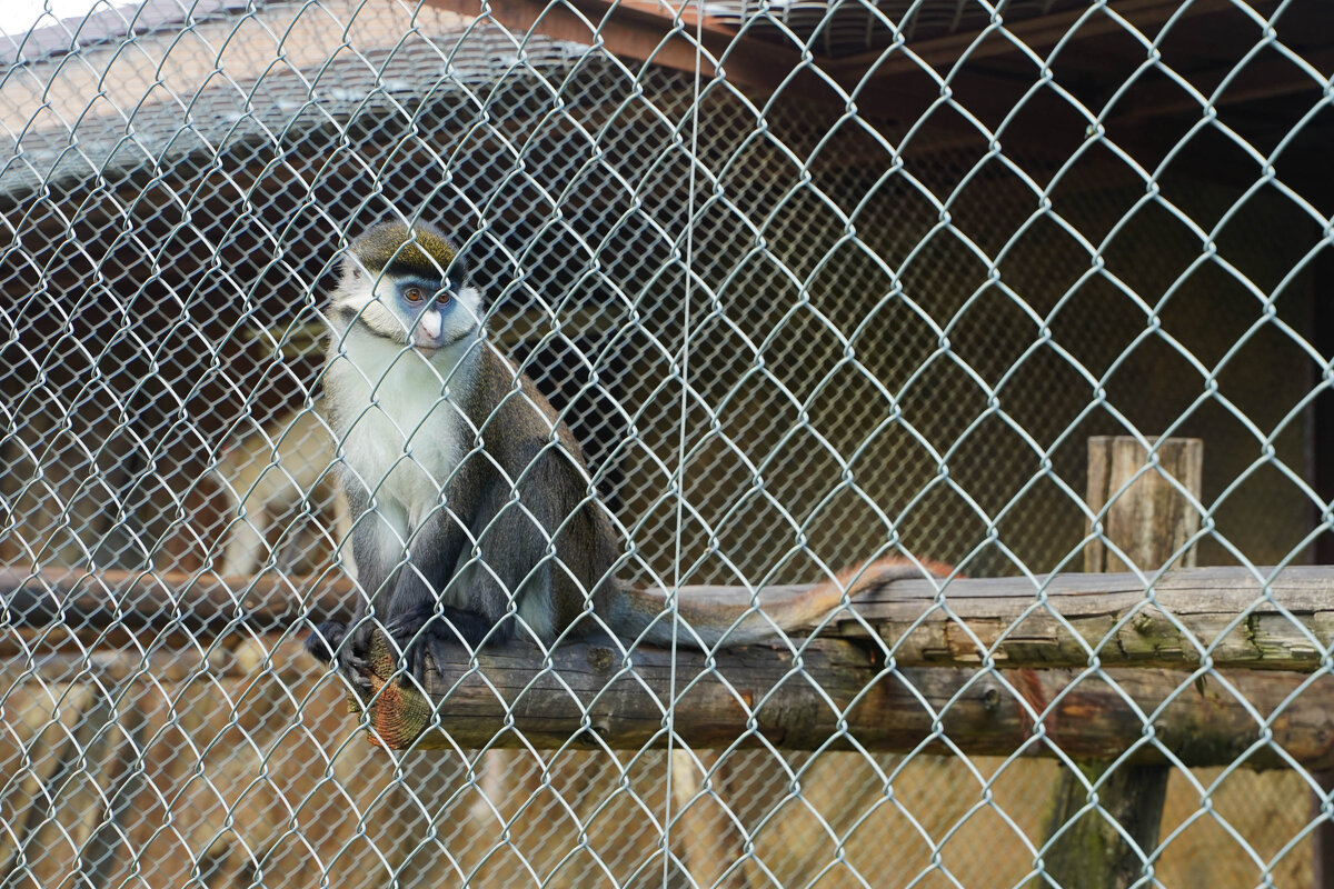 БРАТ_3 - Сергей Янович Микк