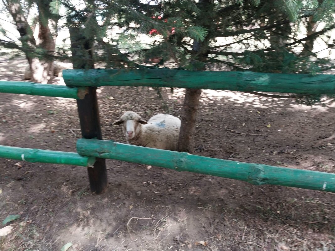 Talgar. - Murat Bukaev 