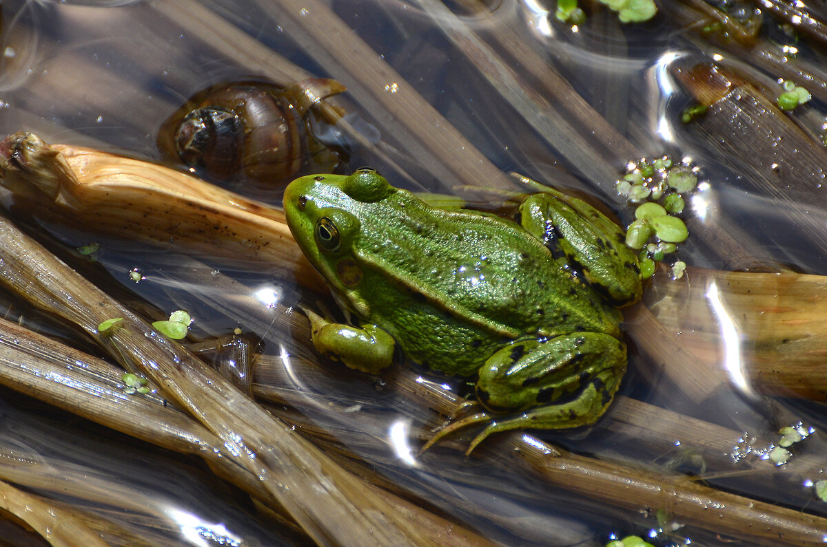 Лето в Ботаническом... Июнь. - Наташа *****