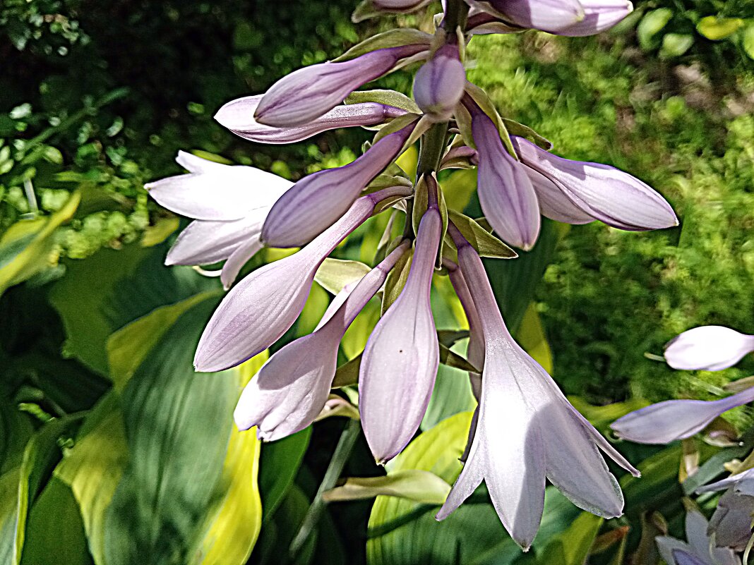 Цветы. - Владимир Драгунский Цветы. - Владимир Драгунский
