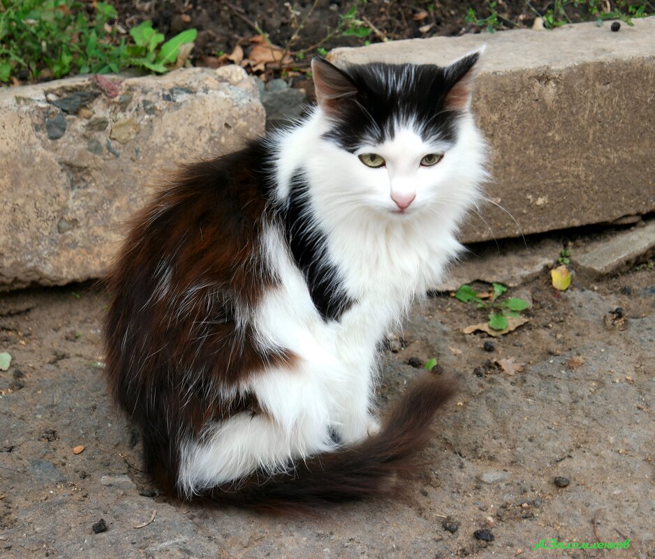 Всемирный день бездомных животных - Андрей Заломленков