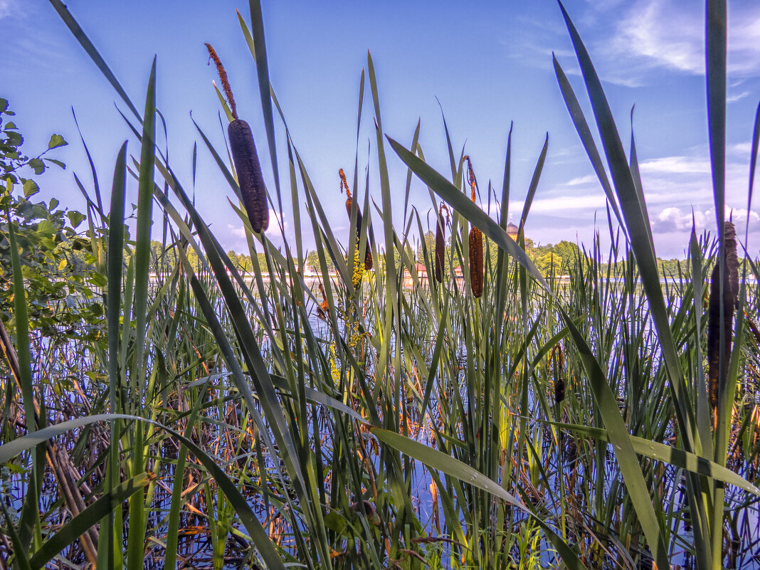 В зарослях - Сергей Цветков