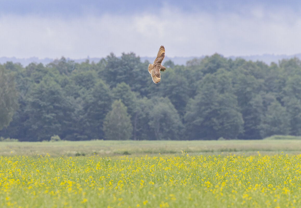 сова болотная - юрий макаров сова болотная - юрий макаров