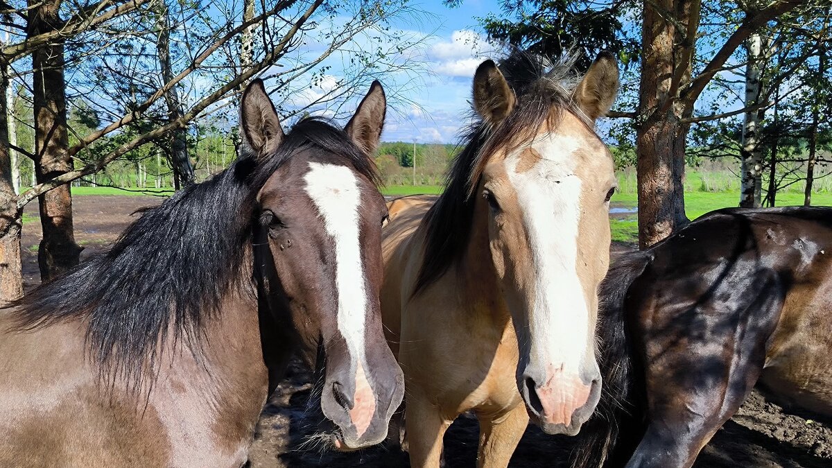 В Яви Нави. - Ольга 
