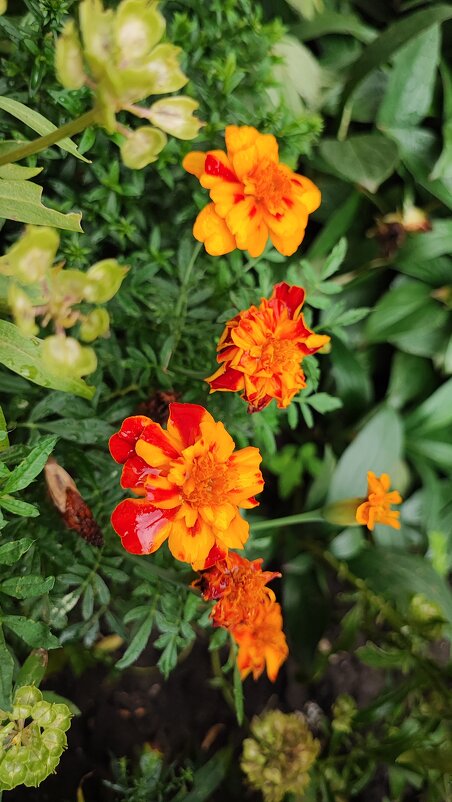 ,,, - Сергей Тимоновский