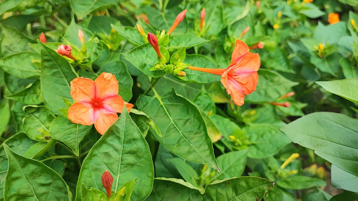 ,,, - Сергей Тимоновский