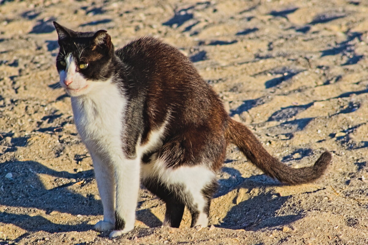 Соблюдайте чистоту на пляже ,госпада отдыхающие .... - Giant Tao / Соблюдайте чистоту на пляже ,госпада отдыхающие .... - Giant Tao /