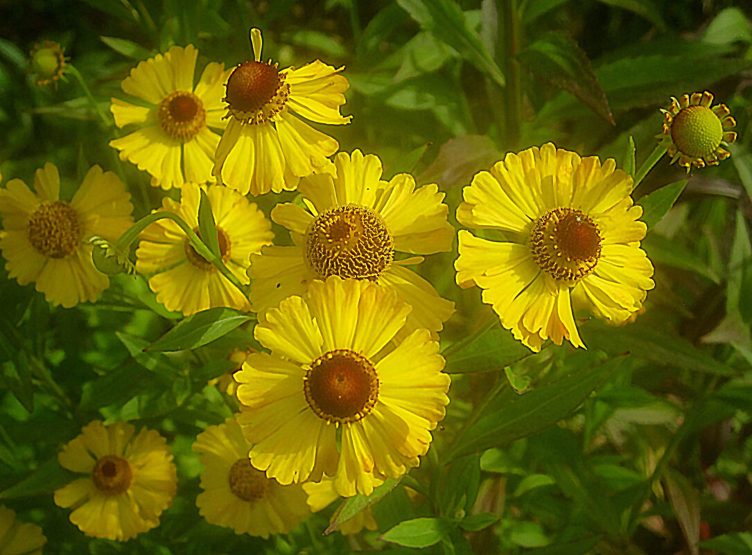 Солнышки - Елена Семигина