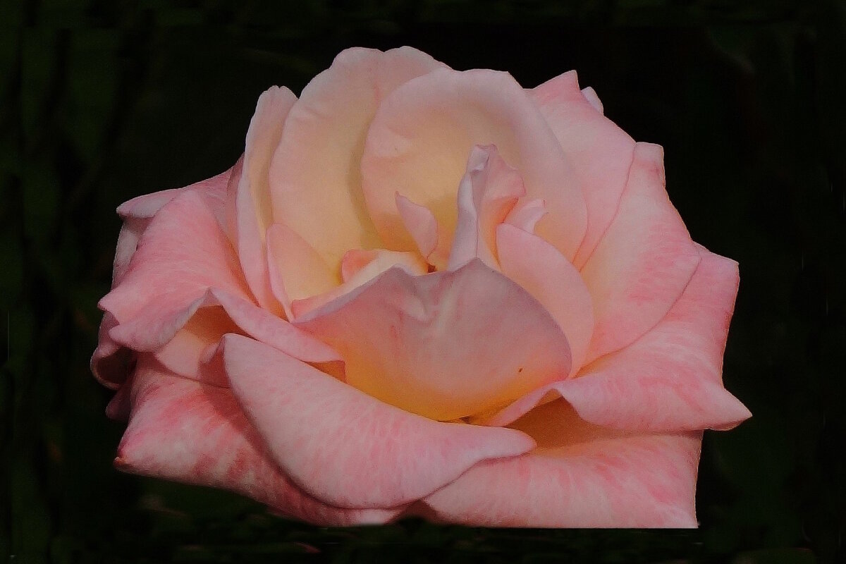 Роза - Рита Симонова