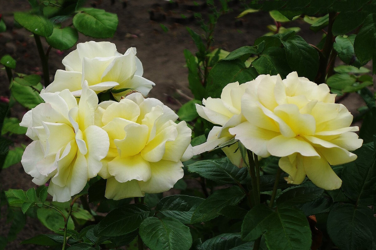 Роза - Рита Симонова