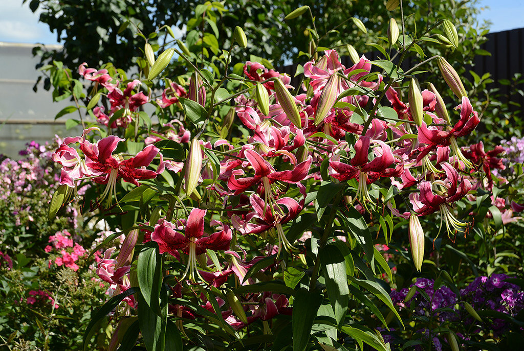 лилия Miss Feya - Vera_85916050 Lario