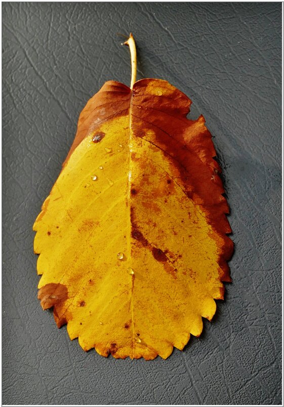 ЭТЮД... - Elvira E. 