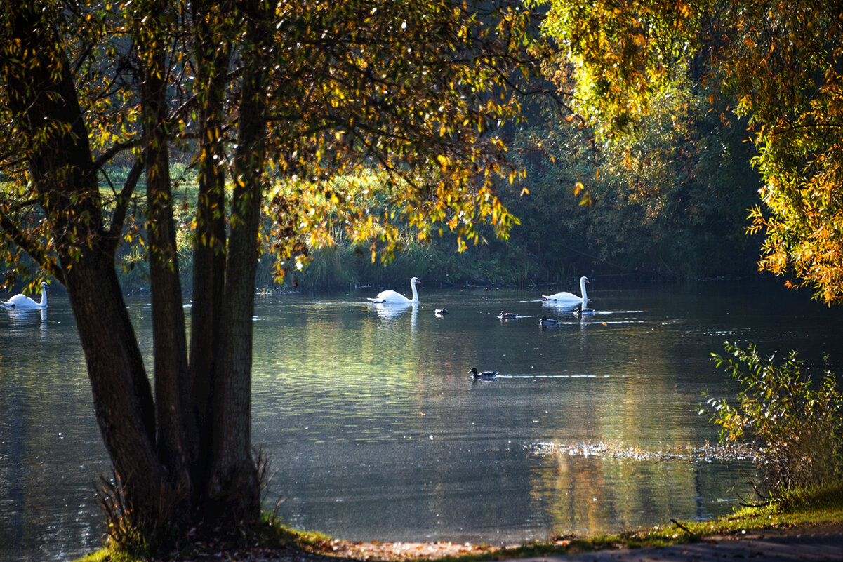 *** - Владимир Безбородов