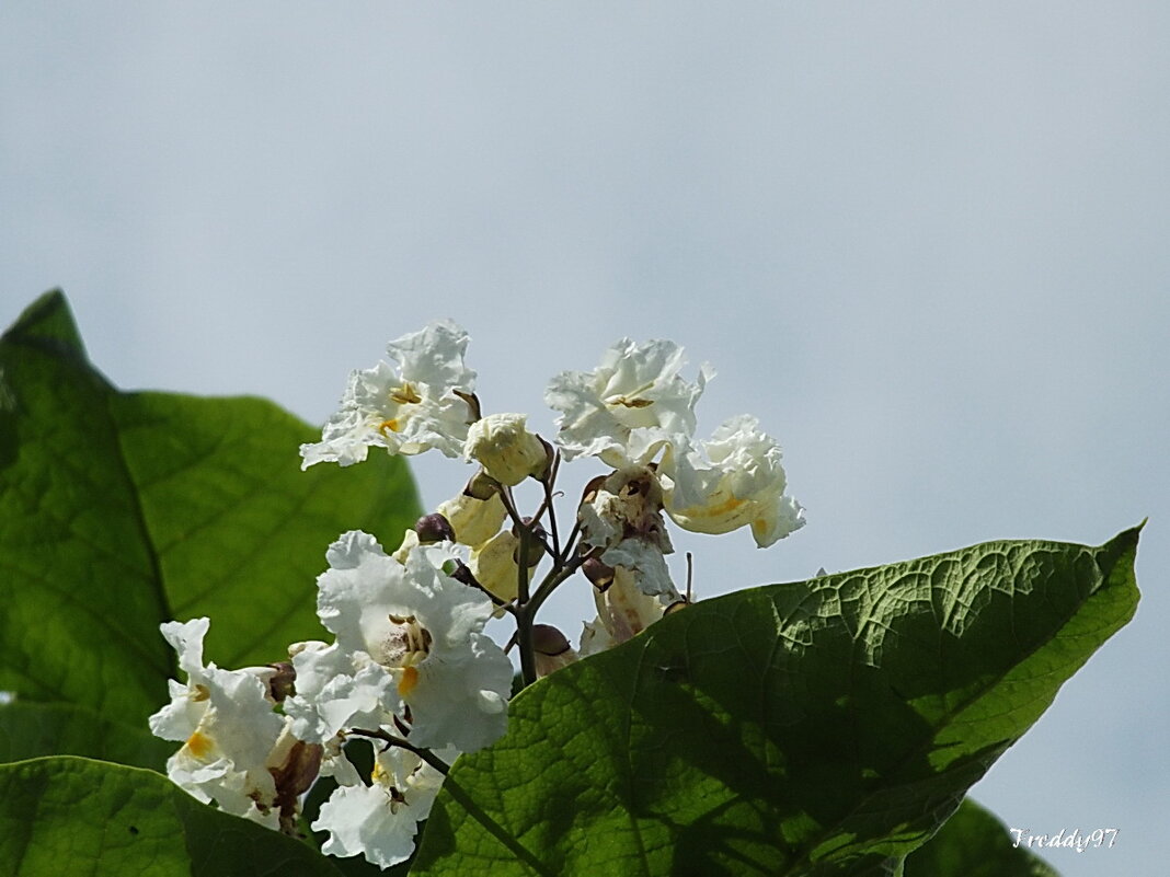 Катальпа - Freddy 97