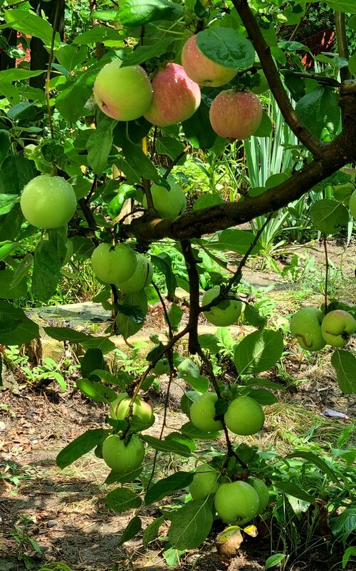 Мамина яблонька - Наталья 