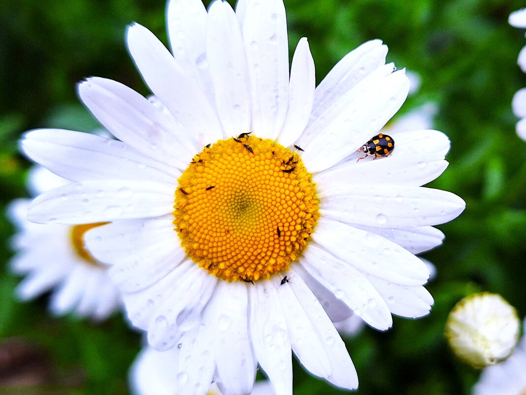 ромашка - Наталья 