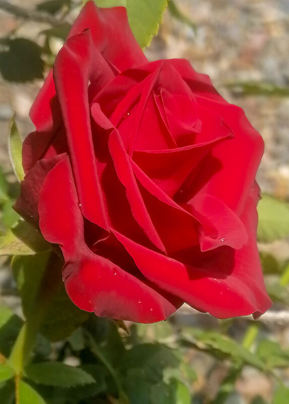 Бархотная роза. - юрий Амосов