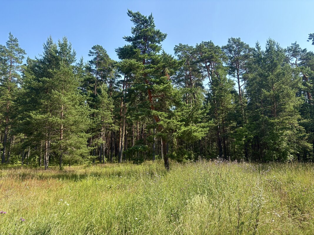 Природа острова "Коневец"... - Наталия Павлова