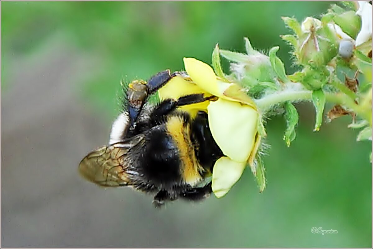 «Ушёл в работу с головой» - Aquarius - Сергей