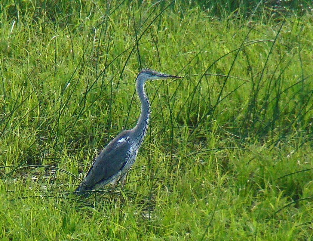 серая цапля - gawrilа - dan