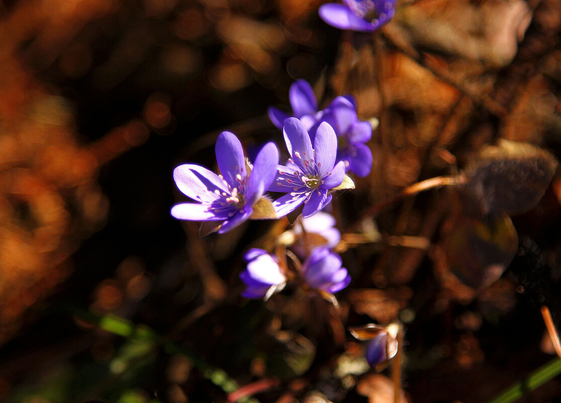 Весенние - Наталья 
