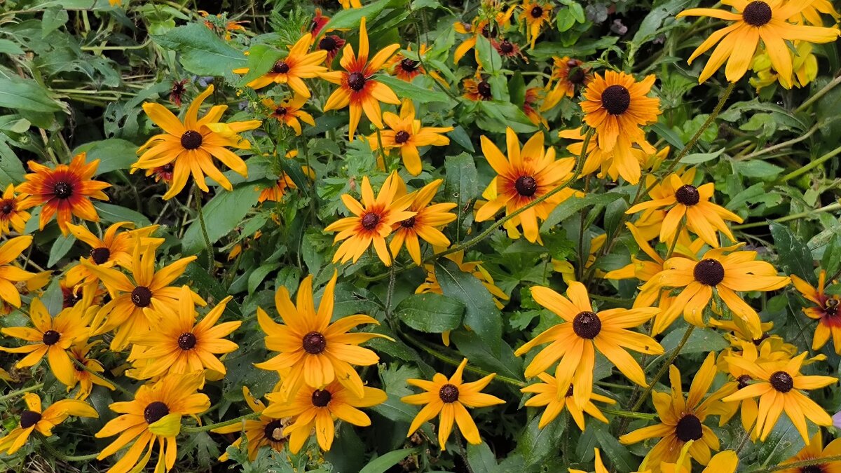 Август в ярких красках. - Ольга 