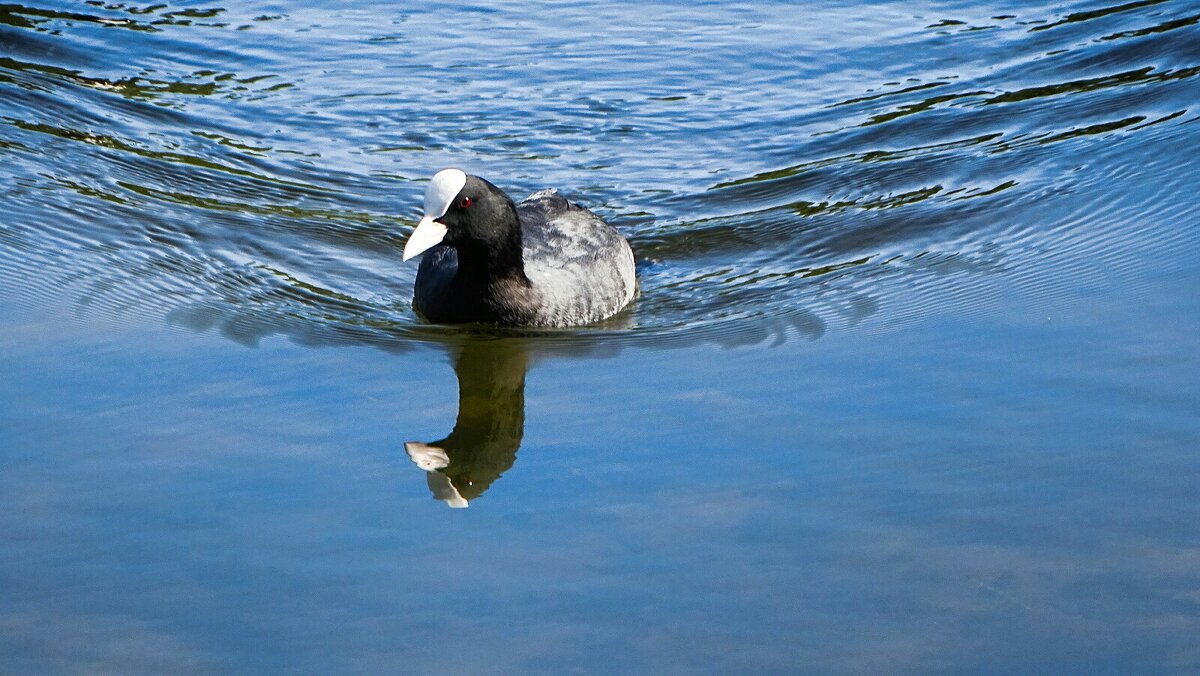 Лысуха. - Милешкин Владимир Алексеевич 