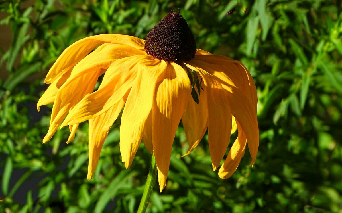 Цветы августа - Милешкин Владимир Алексеевич 