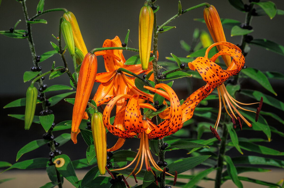 *** - Виктор Иванович Чернюк