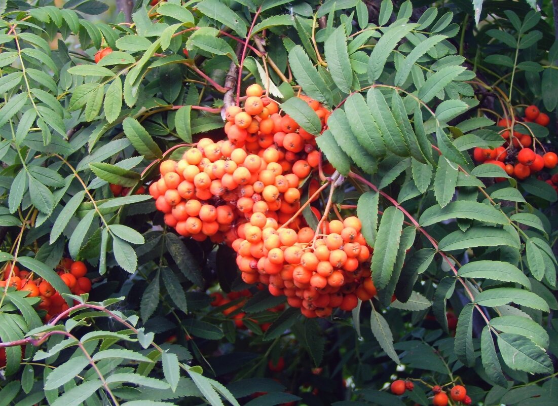 Уж дышит Август сентябрём! - Елена Хайдукова  ( Elena Fly )