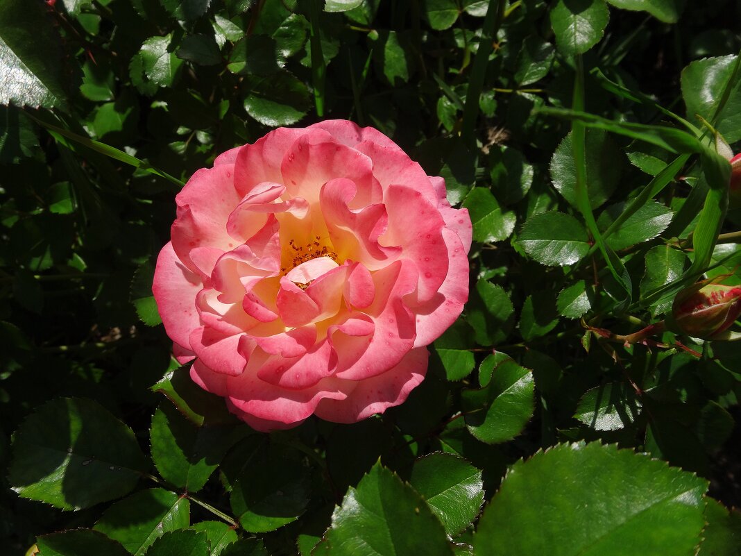 Июльская роза - Лидия Бусурина