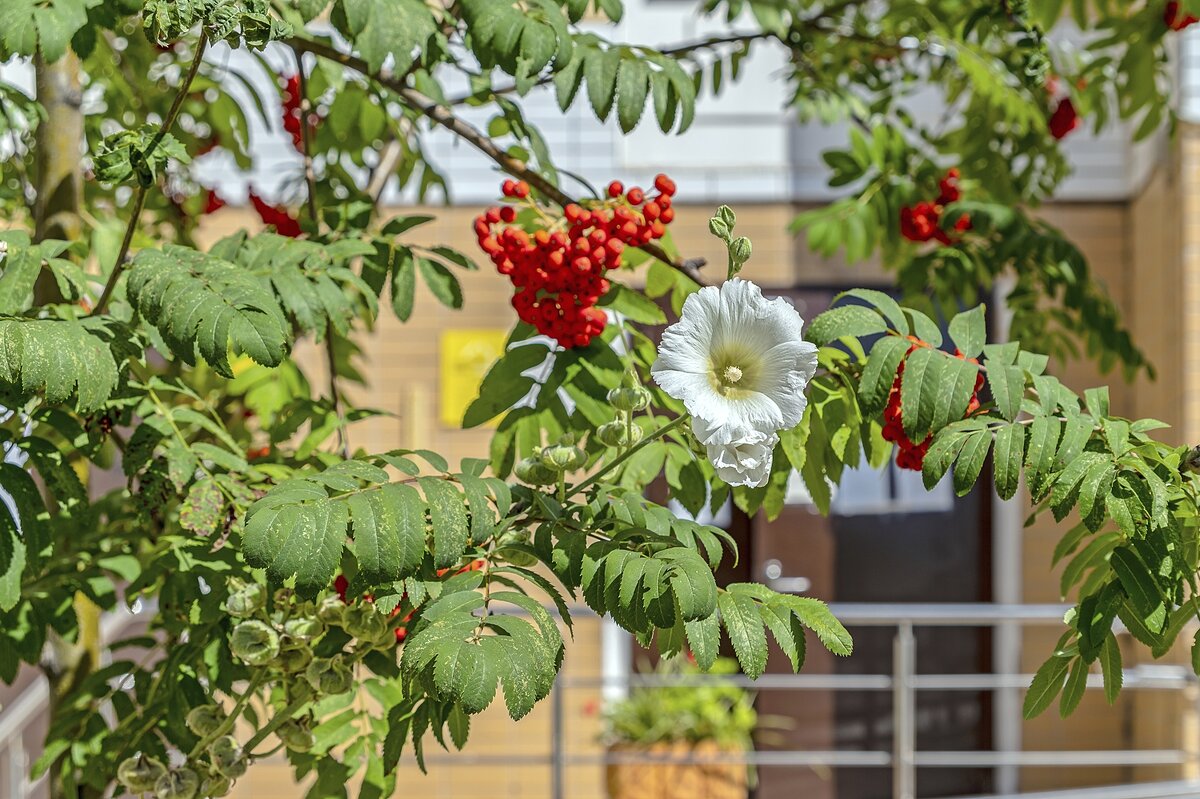 Расцвела рябина под моим окном - Валерий Иванович