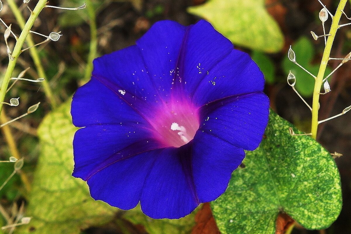 Ипомея - Рита Симонова