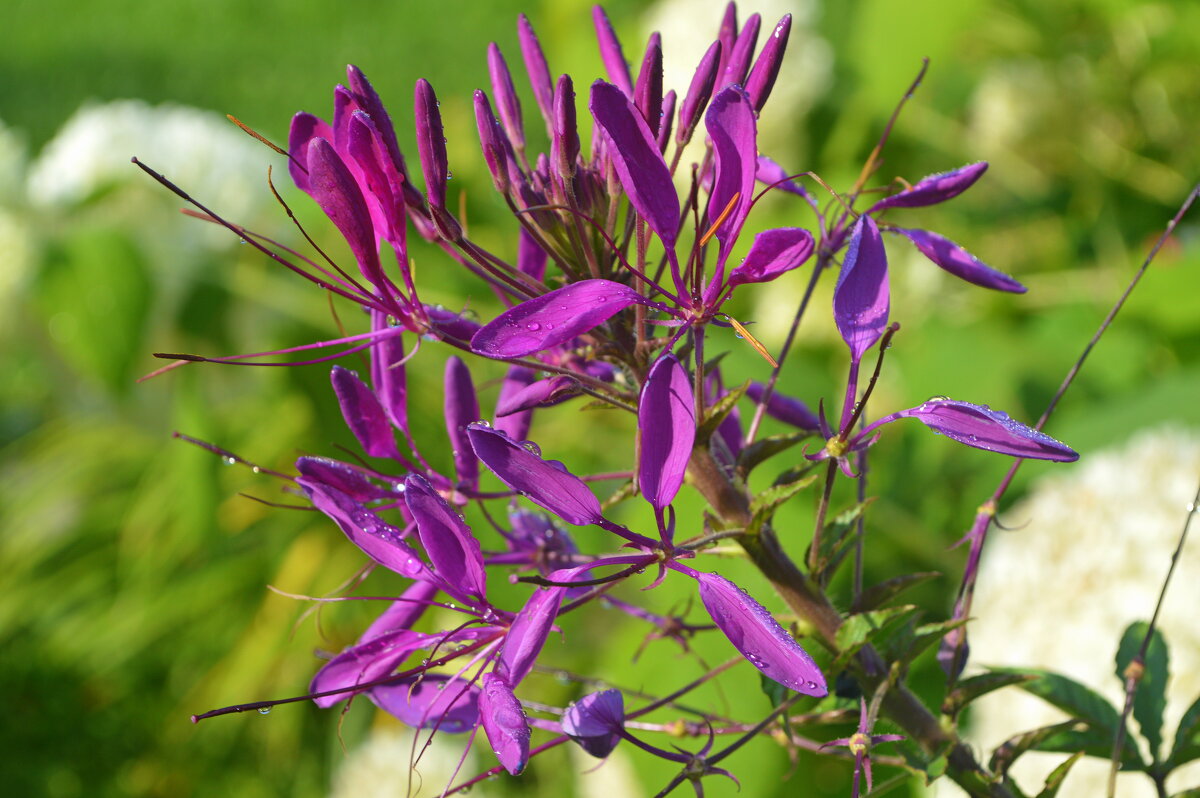 Легкомысленная клеома - Татьяна Лютаева