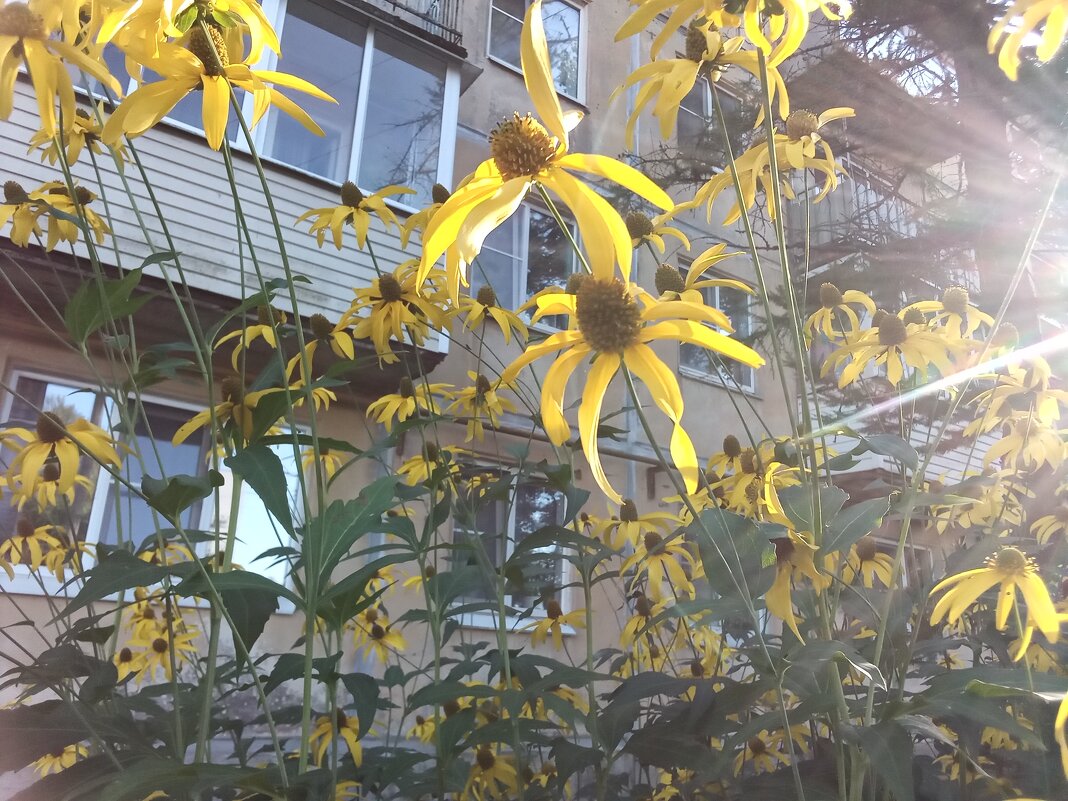 Цветы  у  дома - Фотогруппа Весна