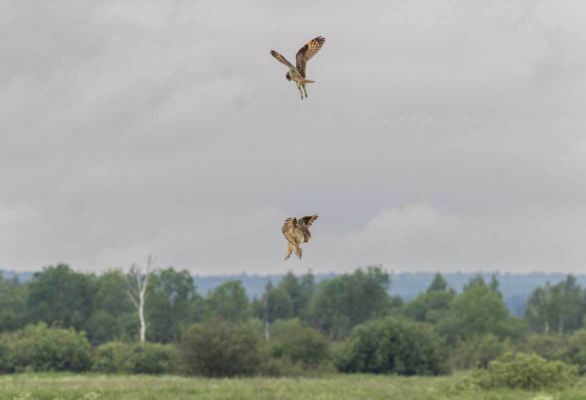сова болотная. - юрий макаров сова болотная. - юрий макаров