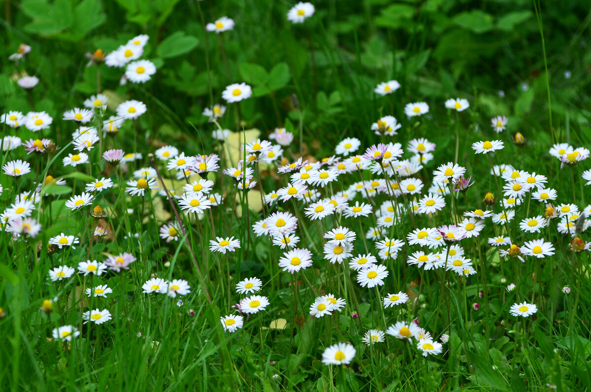 Лето в Ботаническом... Июнь. - Наташа *****