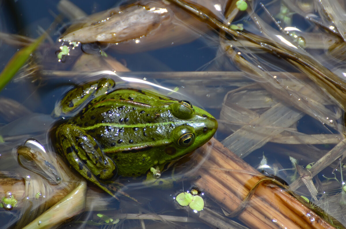 Лето в Ботаническом... Июнь. - Наташа ***** Лето в Ботаническом... Июнь. - Наташа *****