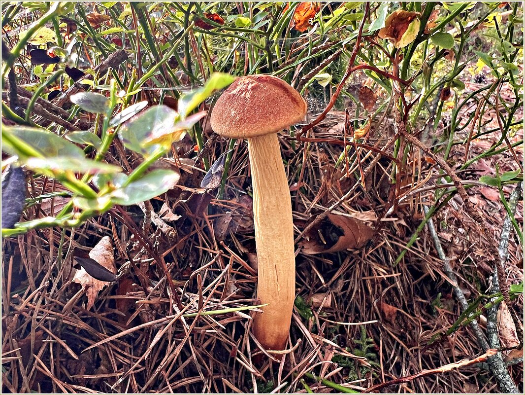 Золотистый. - Валерия Комова